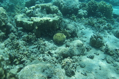 Culcita novaeguineae