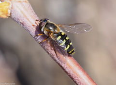 Dasysyrphus pinastri