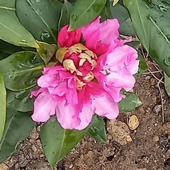 Rhododendron smirnowii