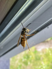 Vespula germanica