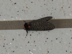 Graphelysia strigillata