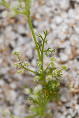 Spermolepis