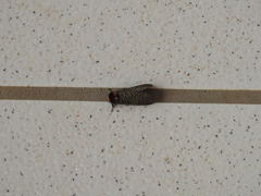 Graphelysia strigillata