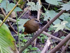 Trochalopteron squamatum