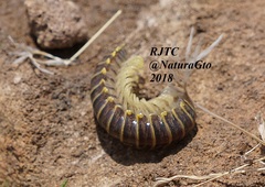 Rhysodesmus esperanzae