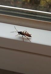 Ichneumon stramentor