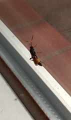 Ichneumon stramentor