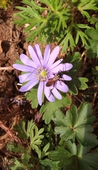 Ichneumon stramentor