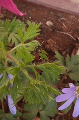 Ichneumon stramentor