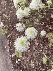 Fothergilla gardenii