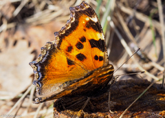 Nymphalis xanthomelas