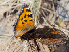 Nymphalis xanthomelas