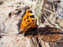 Nymphalis xanthomelas
