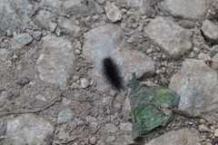 Apistosia judas