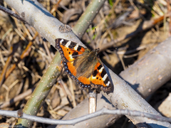 Aglais urticae