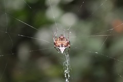 Verrucosa scapofracta