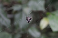 Verrucosa scapofracta