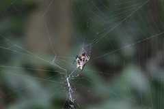 Verrucosa scapofracta