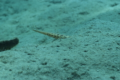 Terebra subulata