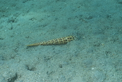 Terebra subulata