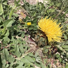 Centaurea acaulis