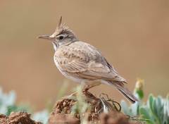 Galerida cristata