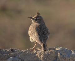 Galerida cristata