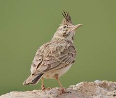 Galerida cristata