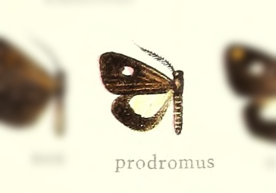 Polypoetes prodromus
