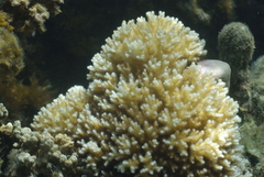 Pocillopora acuta
