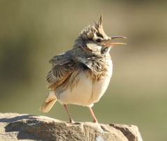 Galerida cristata