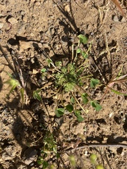 Trifolium suffocatum