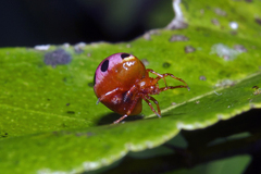 Paraplectana duodecimmaculata