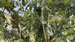 Lithocarpus edulis