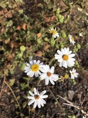 Amauria rotundifolia