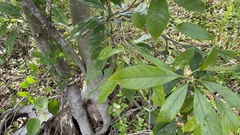 Lithocarpus edulis