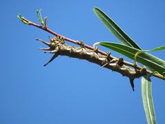 Citheronia brissotii