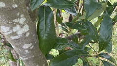 Lithocarpus edulis