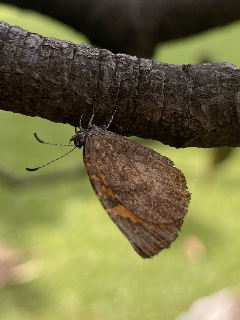 Baliochila lipara