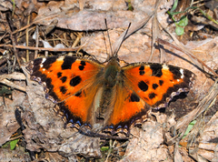 Nymphalis xanthomelas