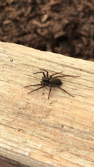 Pardosa