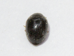 Scymnus rubromaculatus