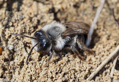 Andrena vaga