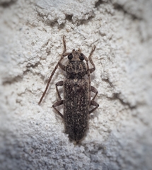Trichoferus holosericeus