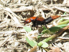 Haematodes bicolor