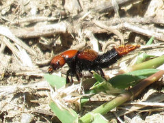Haematodes bicolor