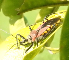Rhynocoris segmentarius