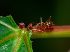 Anoplolepis gracilipes