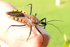 Rhynocoris segmentarius
