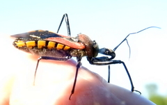 Rhynocoris segmentarius